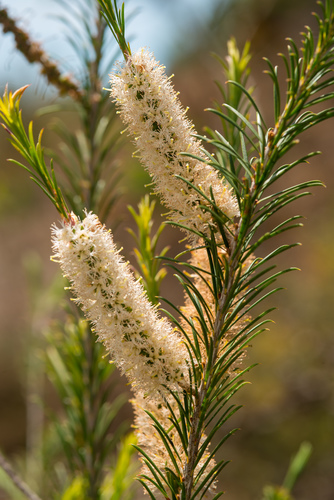 Melaleuca armillaris (Bracelet Honey-myrtle) (alternate view 6)