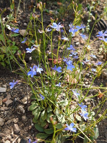 Lobelia erinus (bedding lobelia) (alternate view 3)