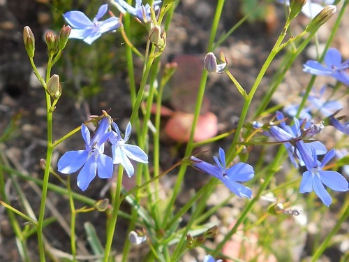 Lobelia erinus (bedding lobelia) (alternate view 2)