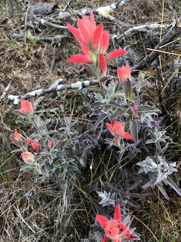 Castilleja affinis (Coast Paintbrush)