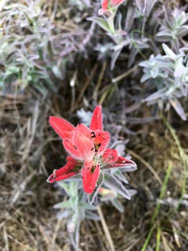 Castilleja affinis (Coast Paintbrush) (alternate view 2)