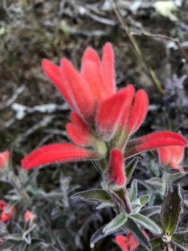 Castilleja affinis (Coast Paintbrush) (alternate view 3)