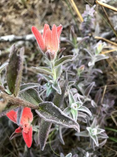 Castilleja affinis (Coast Paintbrush) (alternate view 4)