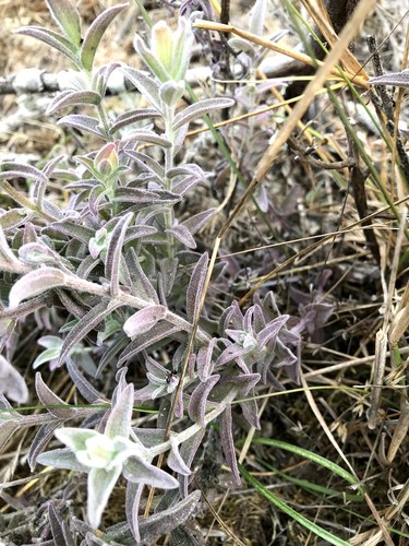 Castilleja affinis (Coast Paintbrush) (alternate view 5)