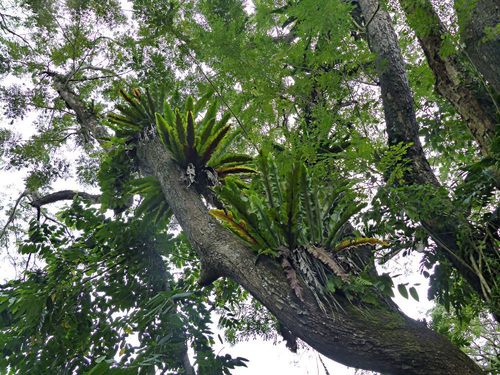 Asplenium australasicum (Bird's nest fern) (alternate view 6)