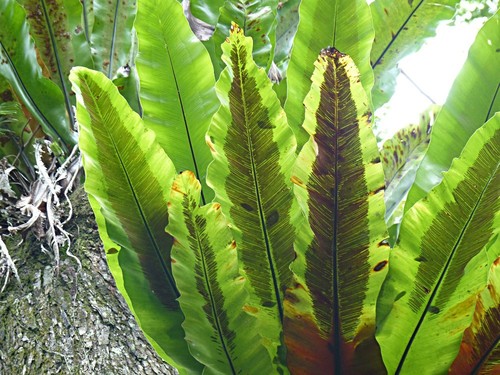 Asplenium australasicum (Bird's nest fern) (alternate view 5)