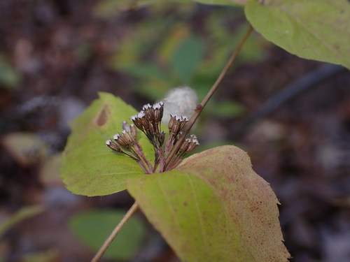 Cunila origanoides (common dittany)