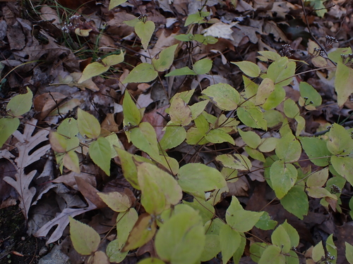 Cunila origanoides (common dittany) (alternate view 3)
