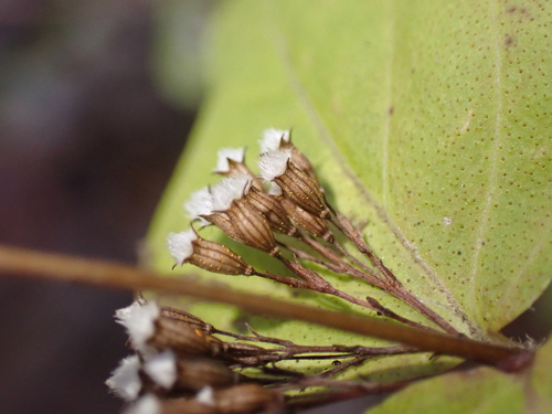 Cunila origanoides (common dittany) (alternate view 2)