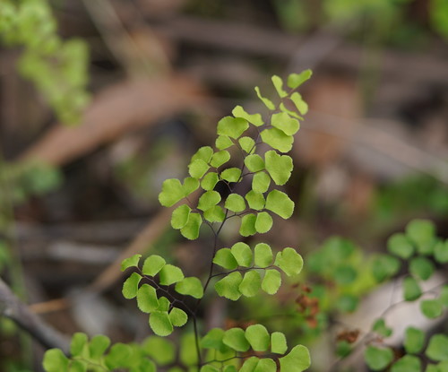 Adiantum aethiopicum (common maidenhair fern) (alternate view 8)