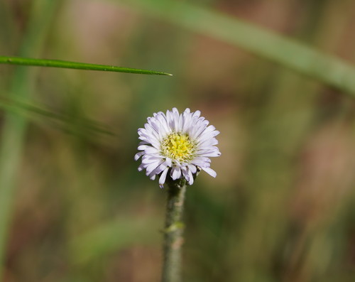 Lagenophora stipitata (Blue Bottle-daisy)