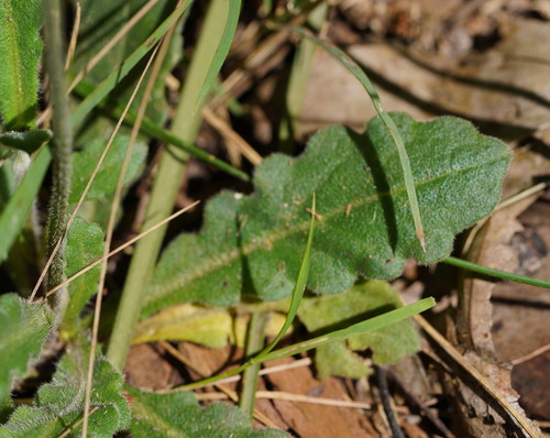 Lagenophora stipitata (Blue Bottle-daisy) (alternate view 3)