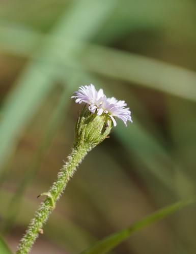 Lagenophora stipitata (Blue Bottle-daisy) (alternate view 2)