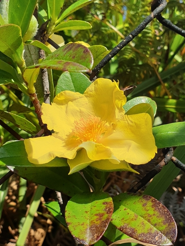 Hibbertia scandens (Climbing Guinea flower) (alternate view 6)