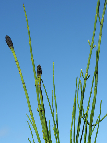 Equisetum palustre (marsh horsetail)