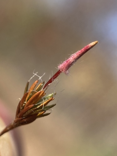 Polytrichum piliferum (bristly haircap moss)