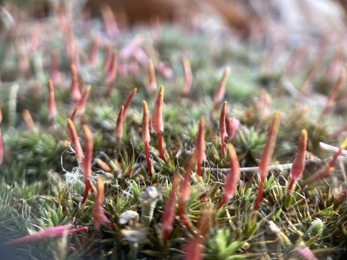Polytrichum piliferum (bristly haircap moss)