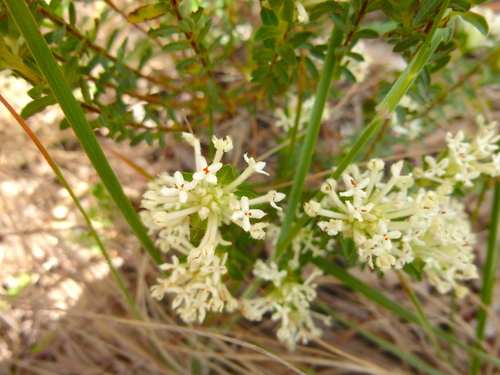 Pimelea humilis (Common Rice-flower) (alternate view 7)