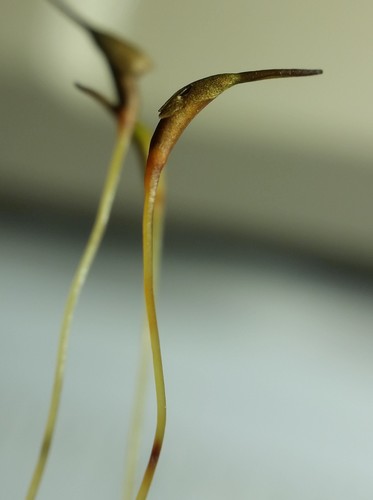 Dicranum scoparium (Broom Forkmoss)