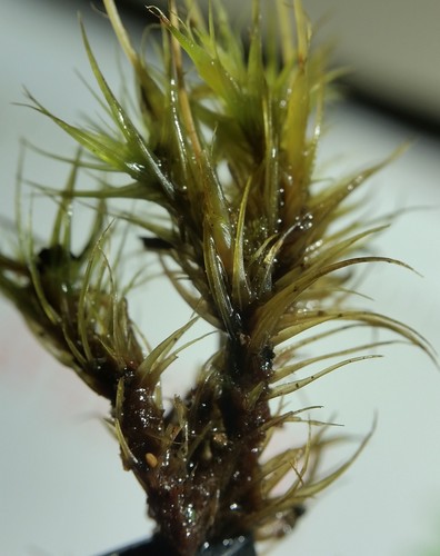 Dicranum scoparium (Broom Forkmoss)