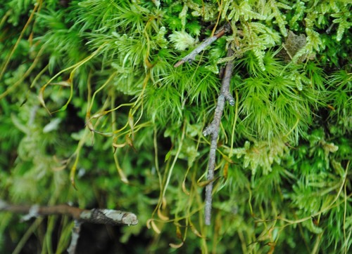 Dicranum scoparium (Broom Forkmoss)