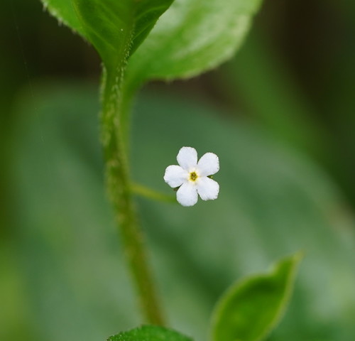 Hackelia latifolia (Forest Hound’s-tongue) (alternate view 5)