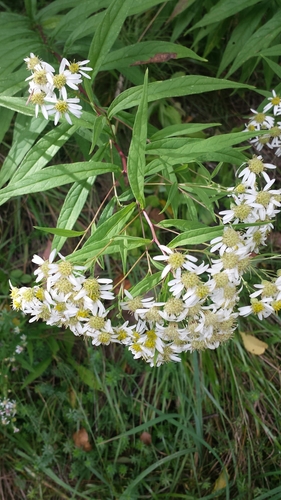 Doellingeria umbellata (flat-top white aster) (alternate view 6)