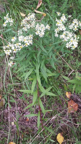 Doellingeria umbellata (flat-top white aster) (alternate view 7)