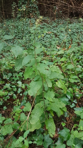 Teucrium scorodonia (woodland germander)