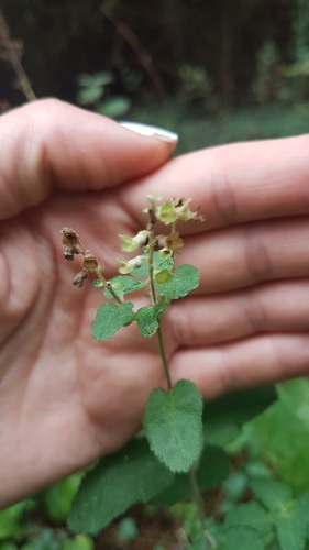 Teucrium scorodonia (woodland germander)