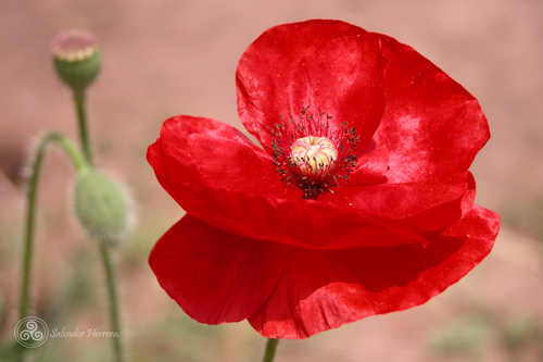 Papaver rhoeas (common poppy)