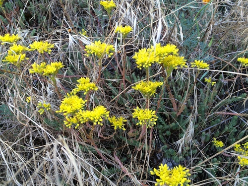 Petrosedum (alternate view 5)