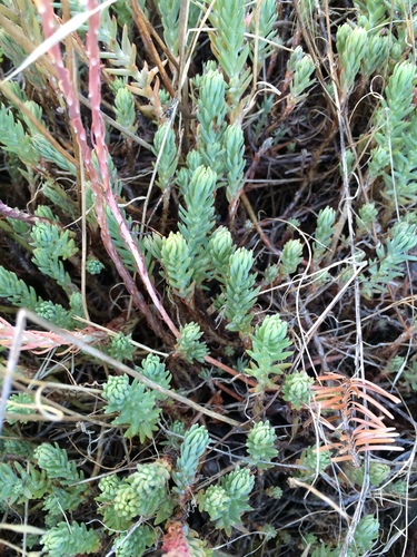 Petrosedum (alternate view 6)