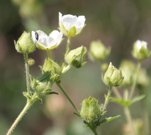Drymocallis (alternate view 9)