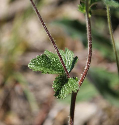 Drymocallis (alternate view 10)