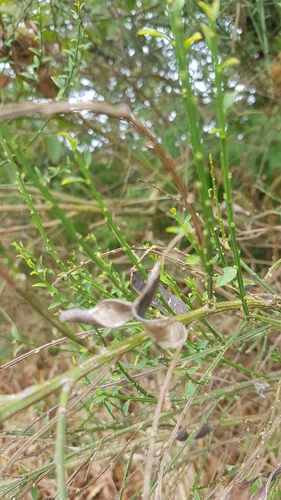 Cytisus scoparius (Scotch broom) (alternate view 10)