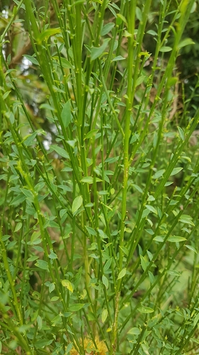 Cytisus scoparius (Scotch broom) (alternate view 11)
