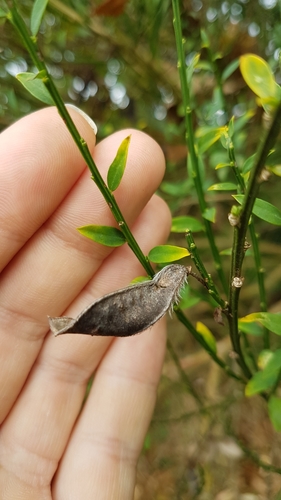 Cytisus scoparius (Scotch broom) (alternate view 12)