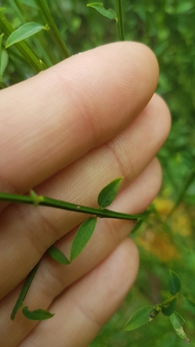 Cytisus scoparius (Scotch broom) (alternate view 13)