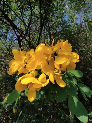Senna bicapsularis (Butterfly Bush Senna)