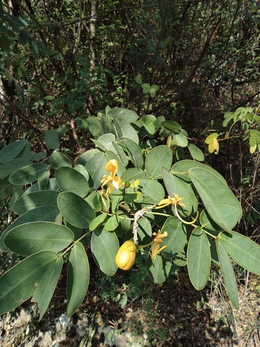 Senna bicapsularis (Butterfly Bush Senna)