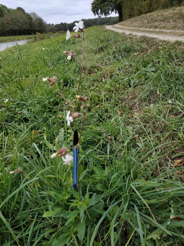 Silene latifolia (white campion)
