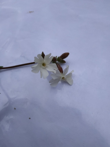 Silene latifolia (white campion)