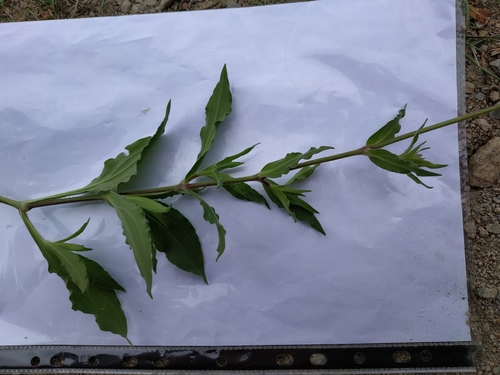 Silene latifolia (white campion)