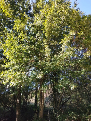 Acer campestre (Field Maple)