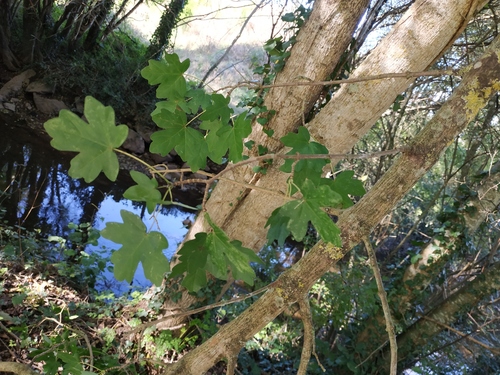 Acer campestre (Field Maple) (alternate view 2)