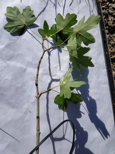 Acer campestre (Field Maple) (alternate view 3)