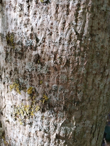 Acer campestre (Field Maple) (alternate view 4)