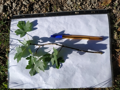 Acer campestre (Field Maple) (alternate view 5)