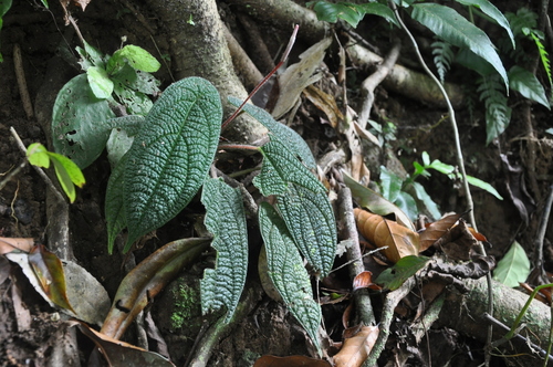 Piper (pepper plants)